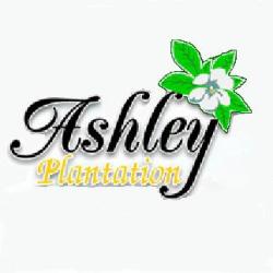 Ashley Plantation